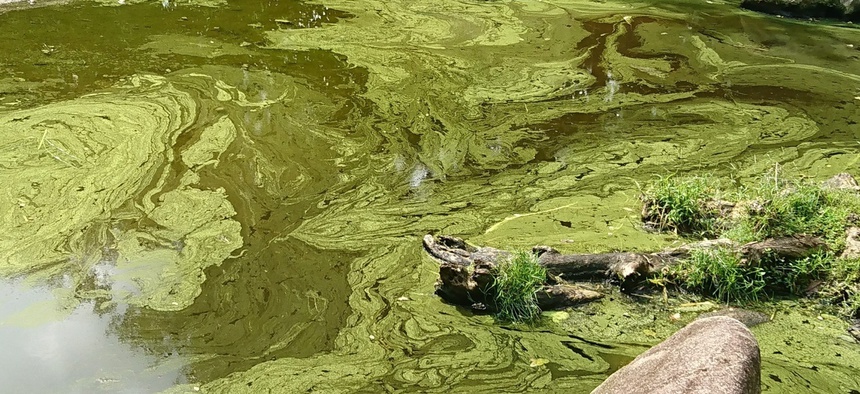 The Toxic Algae That's Taking Over The Country's Waters - Route Fifty